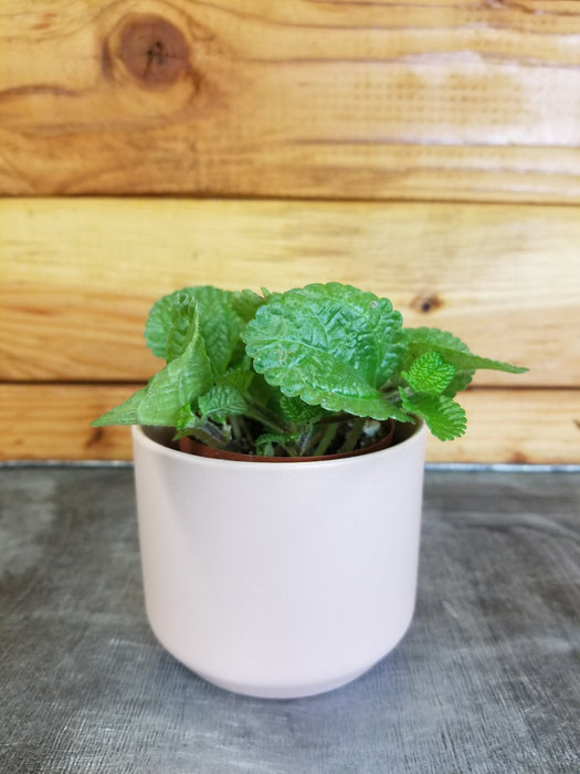 creeping charlie house plants Pilea Creeping Charlie, 2" Plant — The Plant Farm®