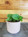 The Plant Farm Houseplants Pilea Creeping Charlie, 2" Plant