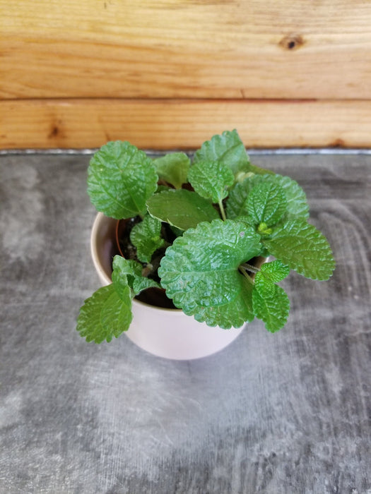 The Plant Farm Houseplants Pilea Creeping Charlie, 2" Plant