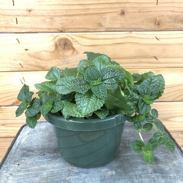 charlie plant pot Pilea Creeping Charlie, 6" Plant — The Plant Farm®
