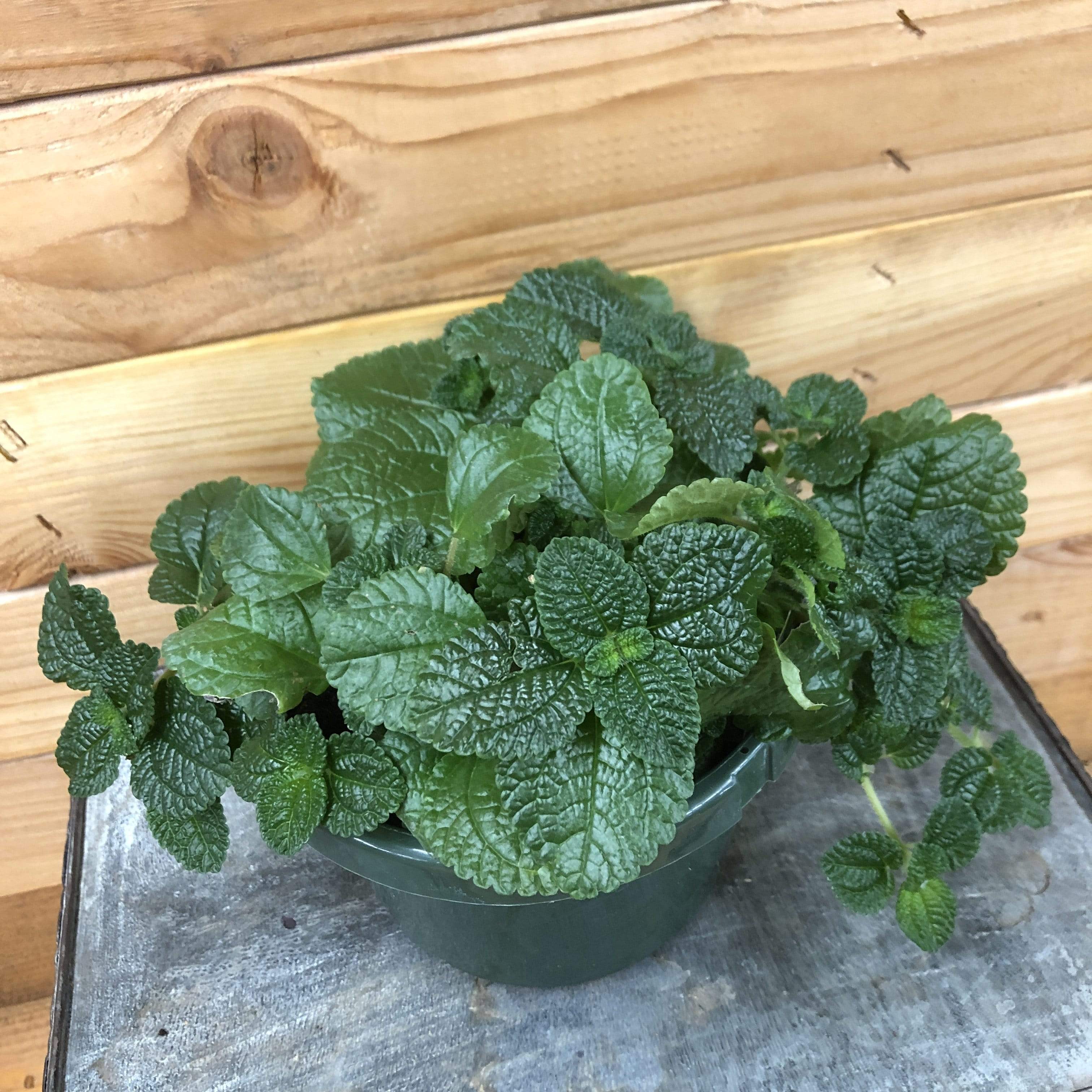 hanging charlie plant Pilea Creeping Charlie, 6" Plant — The Plant Farm®