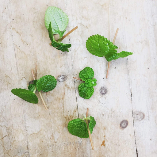 The Plant Farm Houseplants Pilea Creeping Charlie, Cutting x5