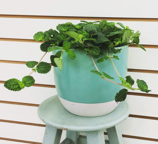 The Plant Farm Houseplants Pilea Creeping Charlie, Cutting x5