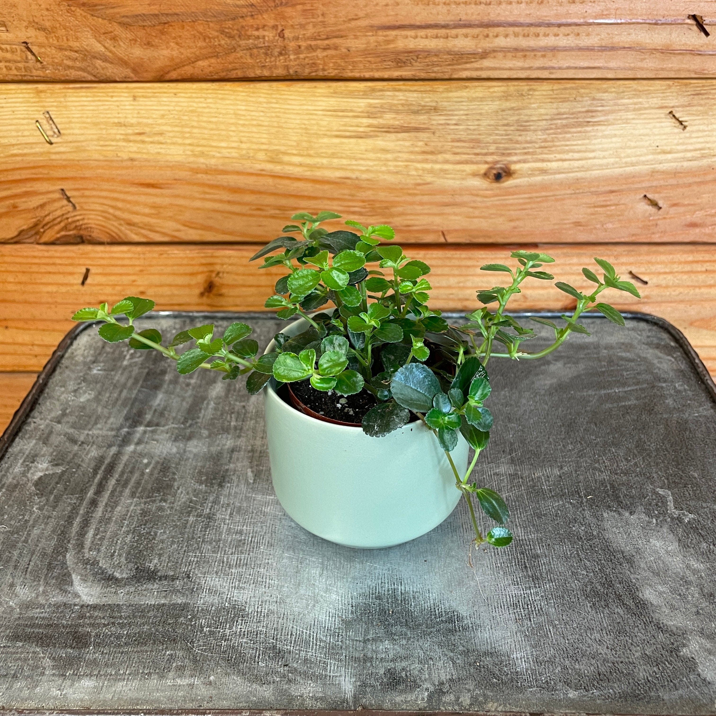 house plant pilea Pilea Espresso, 2" Plant