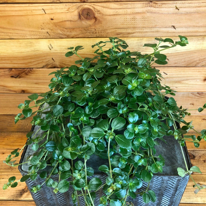 house plant pilea Pilea espresso, 6” Plant