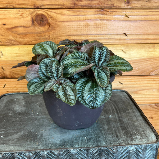 The Plant Farm Houseplants Pilea Norfolk, 6" Plant