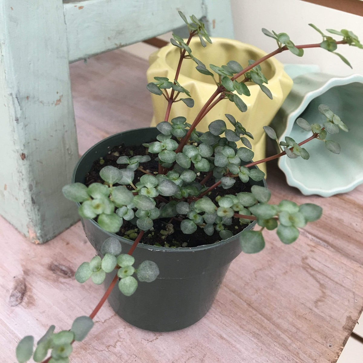 silver house plant Pilea Silver Baby Tears, 2" Plant — The Plant Farm®