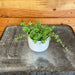 The Plant Farm® Houseplants Pilea Tiny Tears, 2" Plant