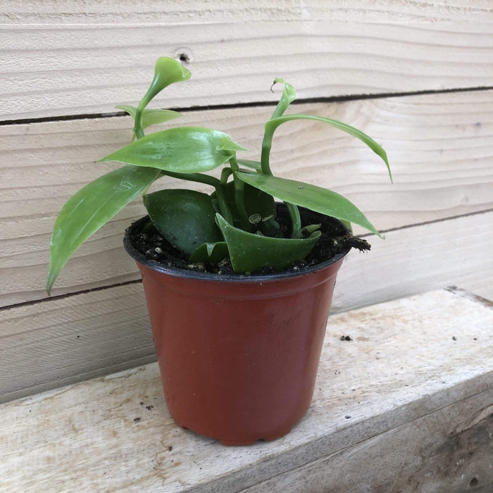 The Plant Farm Houseplants Planifolia Vanilla Orchid