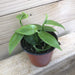 The Plant Farm Houseplants Planifolia Vanilla Orchid