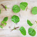 The Plant Farm Houseplants Plectranthus Australis Wax Swedish Ivy, Cuttings x5