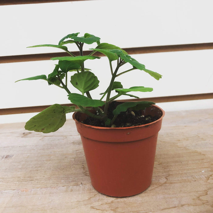 plectranthus indoor plants Plectranthus Green, 2" Plant — The Plant Farm®