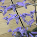 The Plant Farm Houseplants Plectranthus Mona Lavender, 4" Plant