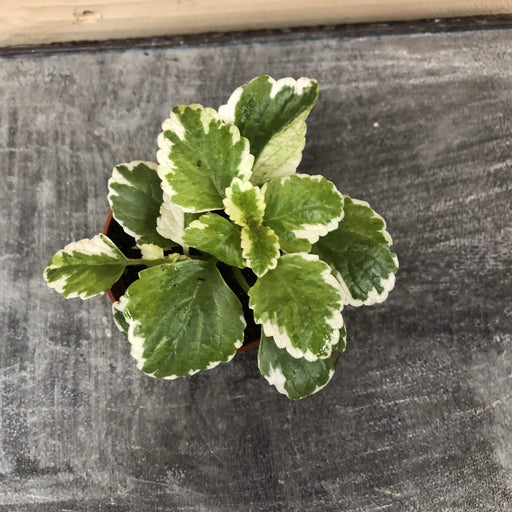The Plant Farm Houseplants Plectranthus Swedish Ivy Mint