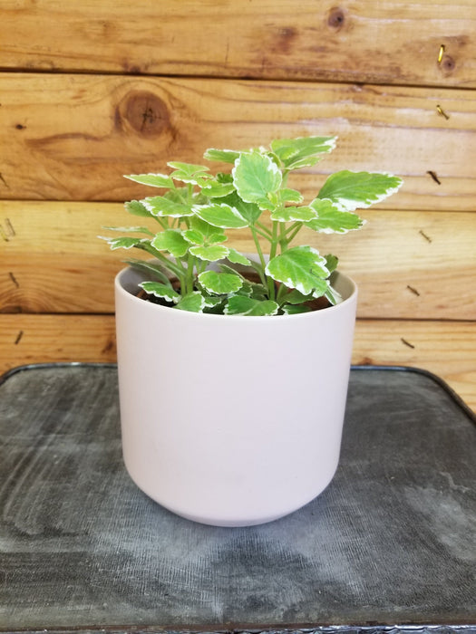 The Plant Farm Houseplants Plectranthus Swedish Ivy Mint, 4" Plant