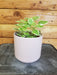 The Plant Farm Houseplants Plectranthus Swedish Ivy Mint, 4" Plant