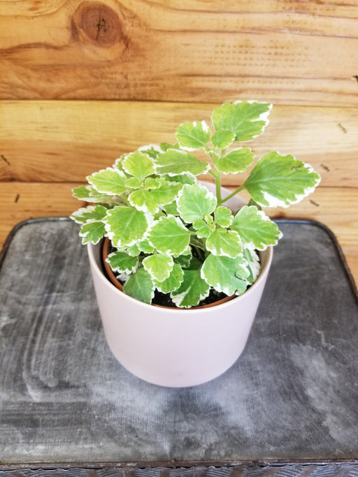 The Plant Farm Houseplants Plectranthus Swedish Ivy Mint, 4" Plant