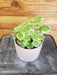 The Plant Farm Houseplants Plectranthus Swedish Ivy Mint, 4" Plant