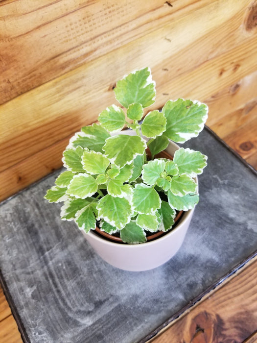 The Plant Farm Houseplants Plectranthus Swedish Ivy Mint, 4" Plant