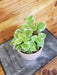 The Plant Farm Houseplants Plectranthus Swedish Ivy Mint, 4" Plant