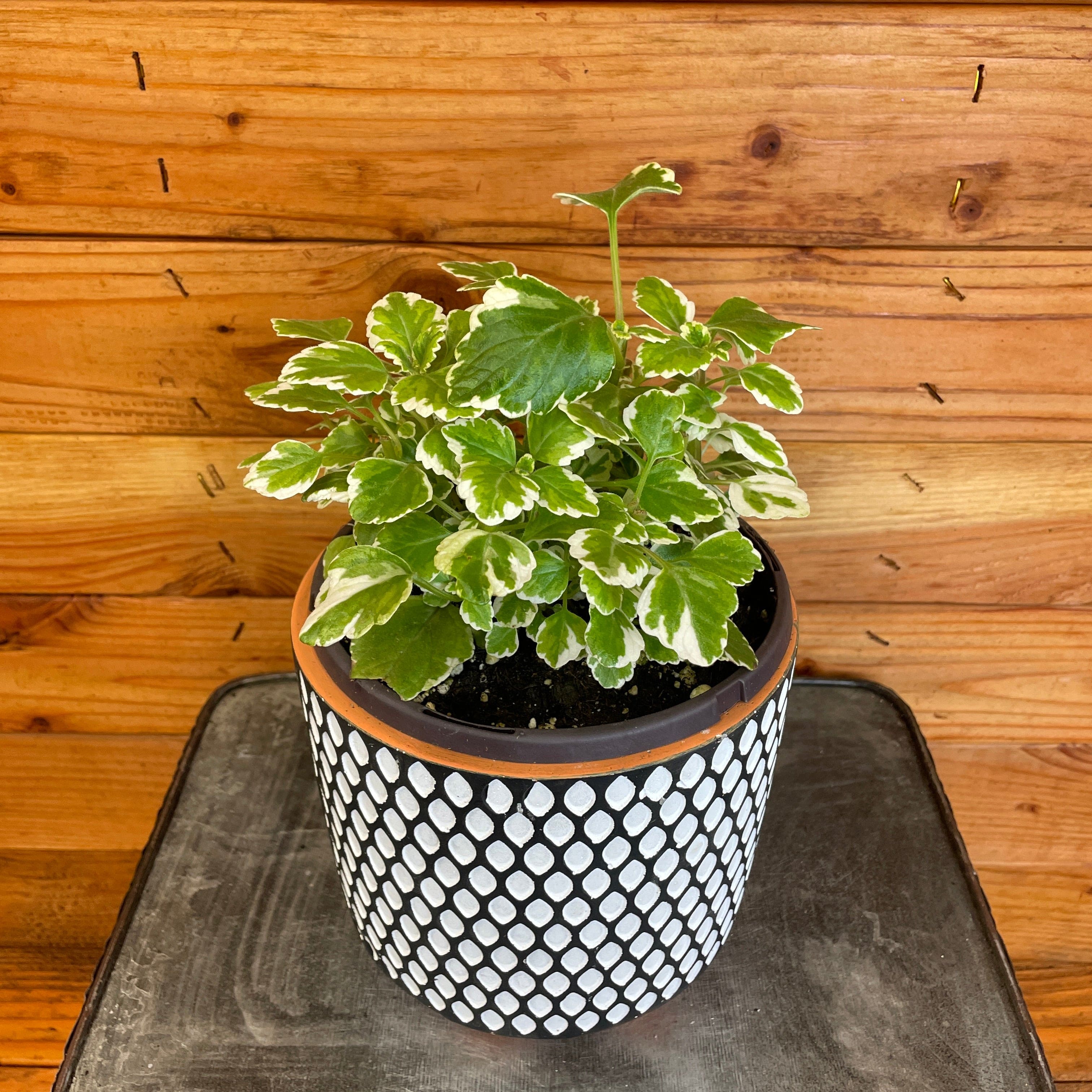 indoor plant mint Plectranthus Swedish Mint, 6" Plant — The Plant Farm®