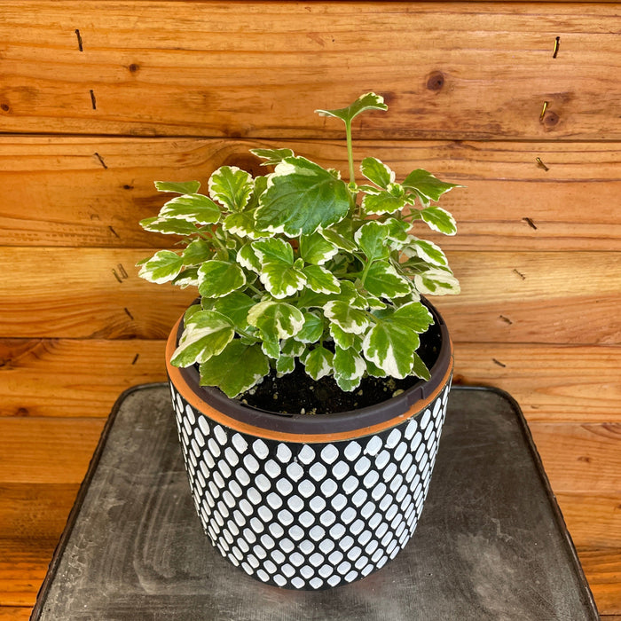 house plant with 6 leaves Plectranthus Swedish Mint, 6" Plant