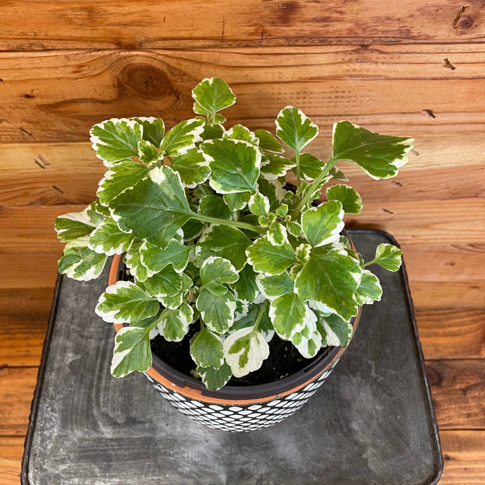 plectranthus indoor plant Plectranthus Swedish Mint, 6" Plant — The Plant Farm®