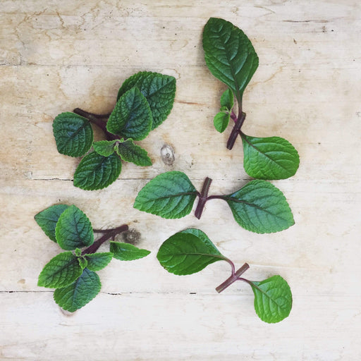 The Plant Farm Houseplants Plectranthus Swedish Ivy Purple, Cutting x5