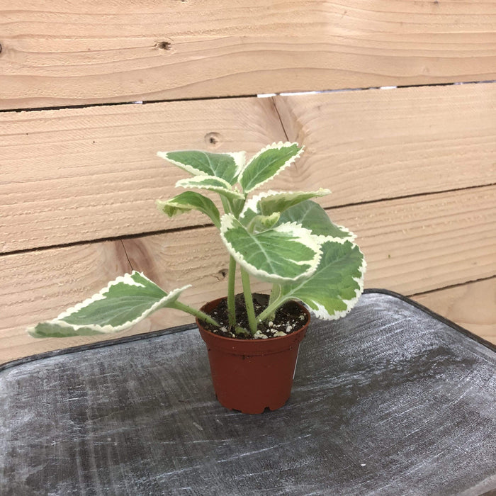 The Plant Farm Houseplants Plectranthus Variegated, 2" Plant