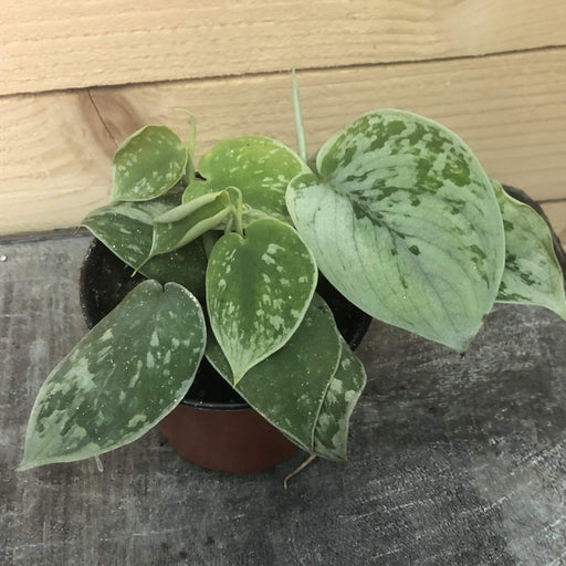 The Plant Farm Houseplants Pothos Silvery Ann, 4" Plant