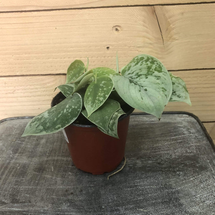 The Plant Farm Houseplants Pothos Silvery Ann, 4" Plant