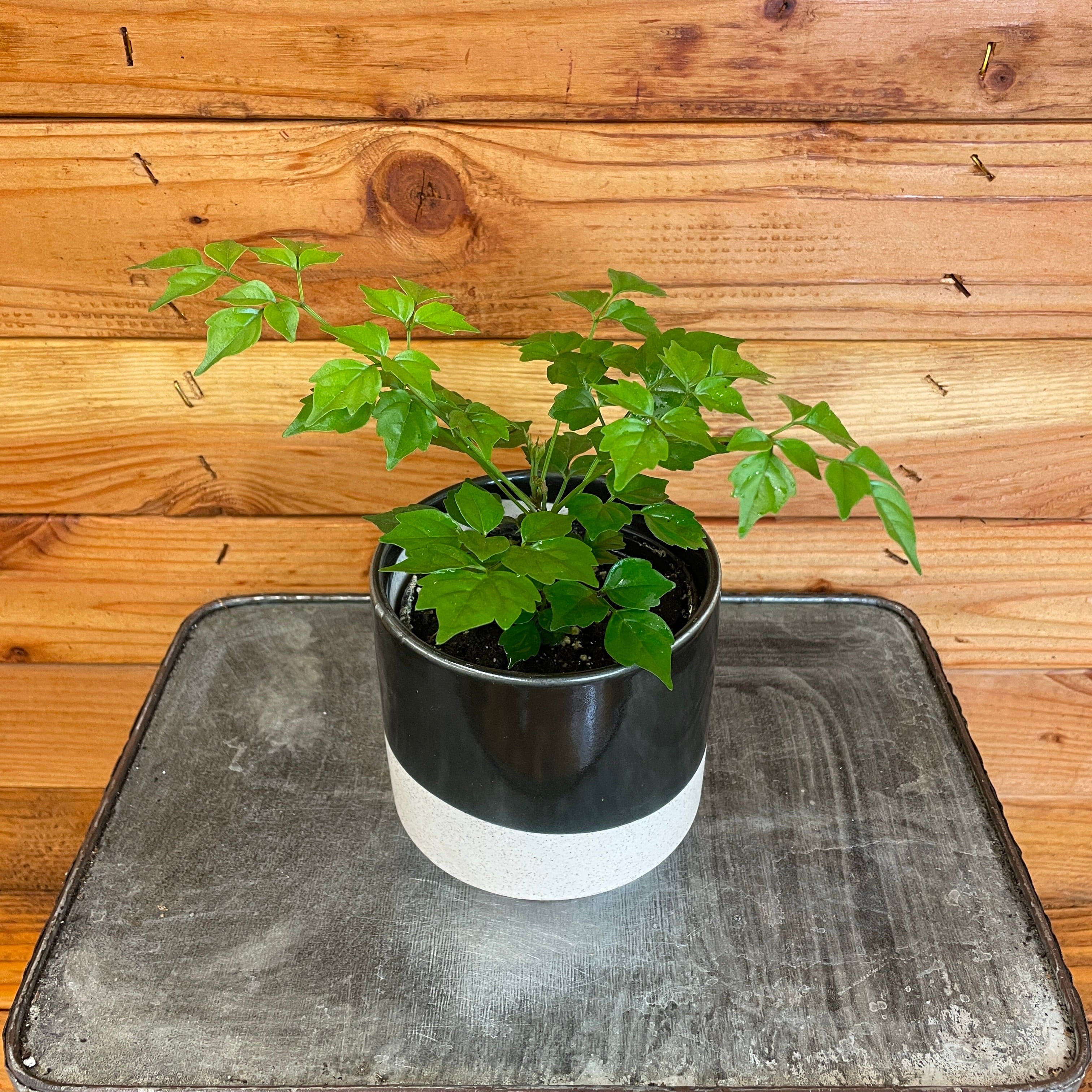 China Doll Tree House Plant