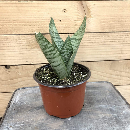 The Plant Farm Houseplants Sansevieria Black Robusta, 6" Plant