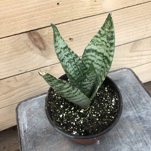 The Plant Farm Houseplants Sansevieria Black Robusta, 6" Plant