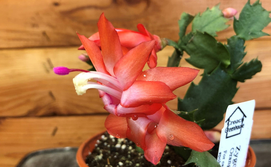 The Plant Farm Houseplants Schlumbergera Holiday Cactus Orange, 2" Plant