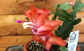 The Plant Farm Houseplants Schlumbergera Holiday Cactus Orange, 2" Plant