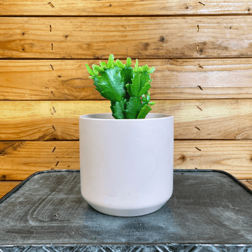 The Plant Farm Houseplants Schlumbergera Holiday Cactus Pink, 4" Plant