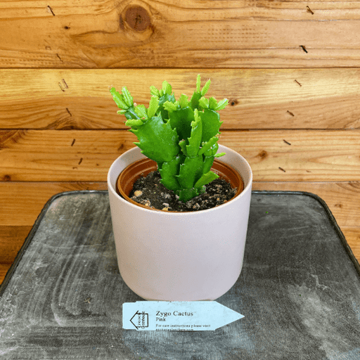 The Plant Farm Houseplants Schlumbergera Holiday Cactus Pink, 4" Plant