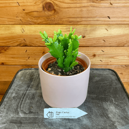 The Plant Farm Houseplants Schlumbergera Holiday Cactus Pink, 4" Plant