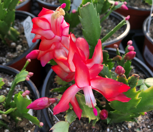 The Plant Farm Houseplants Schlumbergera Holiday Cactus Red, 2" Plant