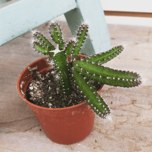 The Plant Farm Houseplants Selenicereus Dog Tail Cactus, 2" Plant