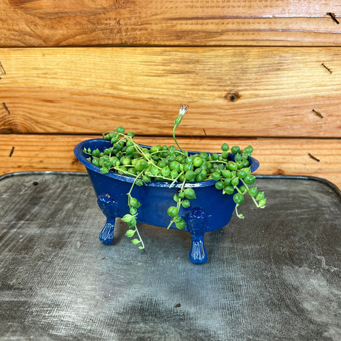 The Plant Farm® Houseplants Senecio Rowleyanus String of Pearls, Bathtub Planter - blue