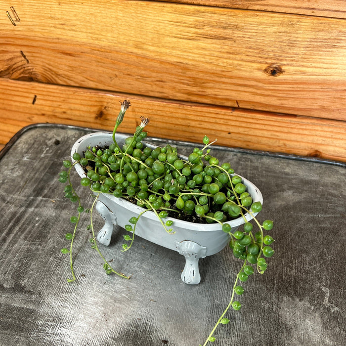 The Plant Farm® Houseplants Senecio Rowleyanus String of Pearls, Bathtub Planter - grey