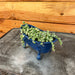 The Plant Farm® Houseplants Senecio Rowleyanus String of Pearls Marble, Bathtub Planter - blue