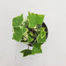 The Plant Farm Houseplants Senecio Wax Ivy, 4" plant