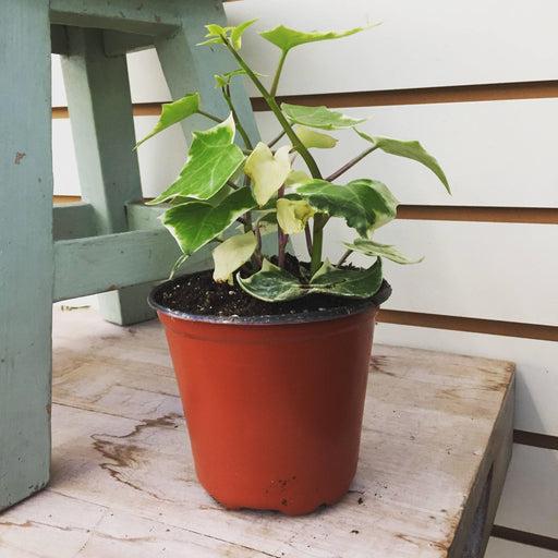 The Plant Farm Houseplants Senecio Wax Ivy, 4" plant