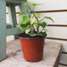 The Plant Farm Houseplants Senecio Wax Ivy, 4" plant