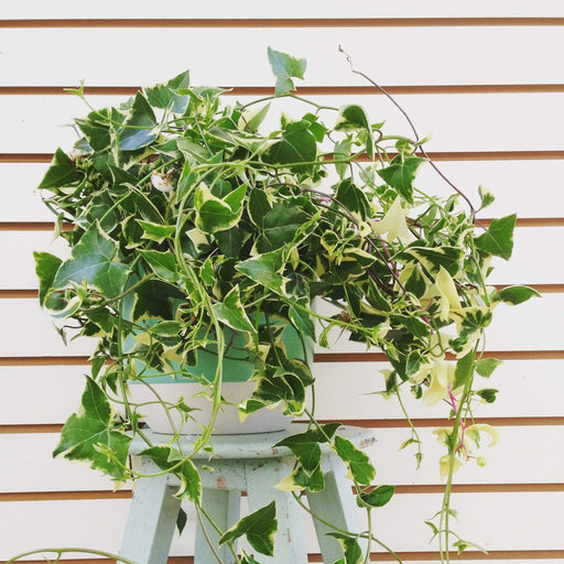 The Plant Farm Houseplants Senecio Wax Ivy, Cutting x5