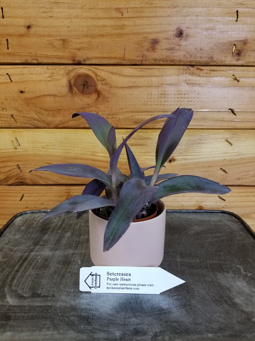 The Plant Farm Houseplants Setcreasea Purple Heart, 2" Plant