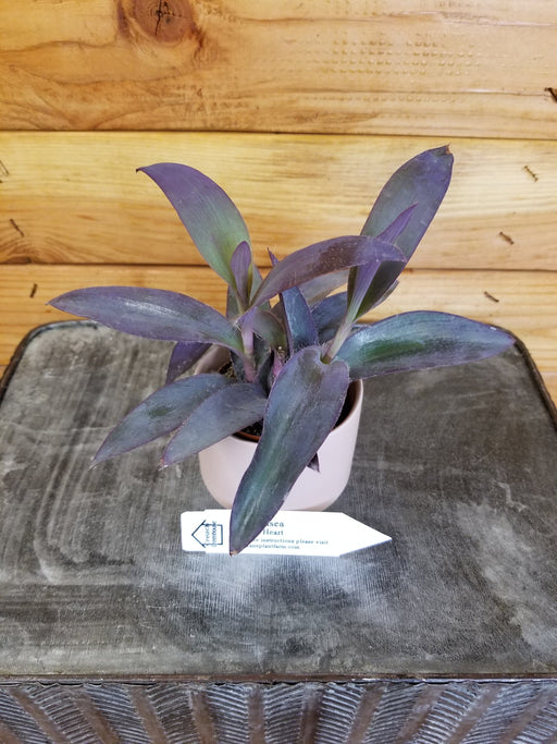 The Plant Farm Houseplants Setcreasea Purple Heart, 2" Plant